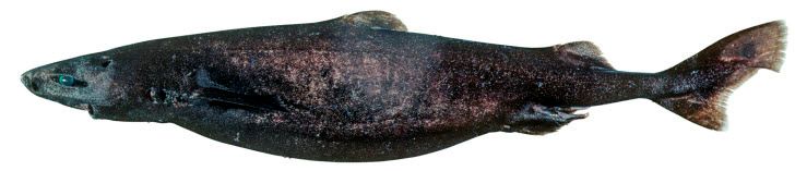 Zameus squamulosus_002.jpg